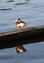 Anas platyrhynchos domesticus