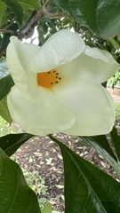 Tabernaemontana litoralis