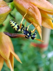 Polistes