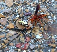 Poecilopompilus algidus