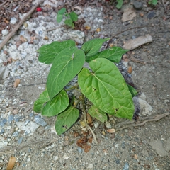 Cynanchum pulchellum