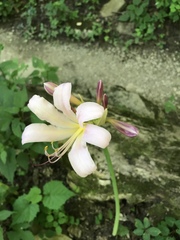 Lycoris squamigera