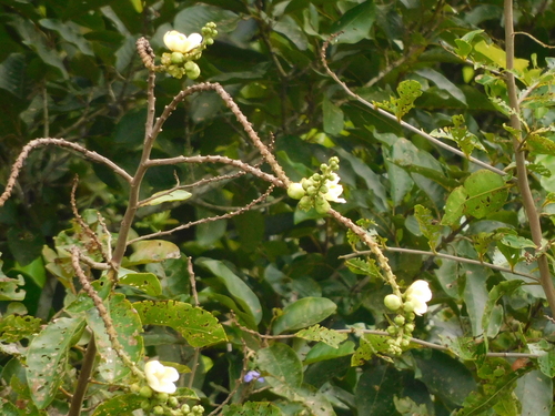 Image of Lecythis minor by (c) Luis Rubio-Yépez, some rights reserved (CC BY)
