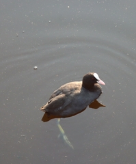 Fulica atra