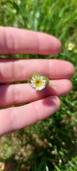 Erigeron lonchophyllus
