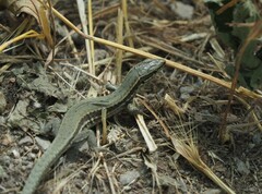 Podarcis muralis