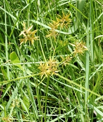 Cyperus polystachyos