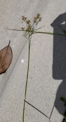 Cyperus polystachyos
