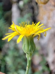 Reichardia picroides