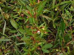 Ludwigia erecta