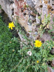 Reichardia picroides