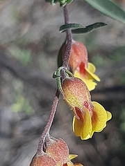Hermannia gracilis