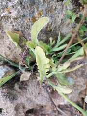 Reichardia picroides