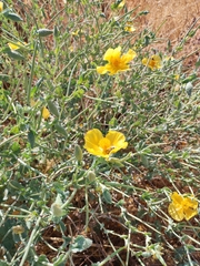 Glaucium flavum