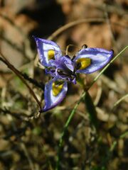 Moraea fergusoniae