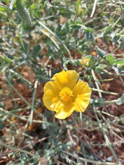 Glaucium flavum