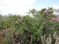 Ipomoea rosea