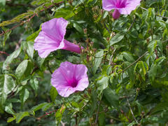 Ipomoea rosea