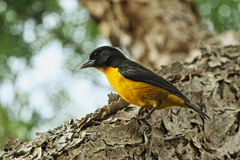 Ploceus bicolor bicolor
