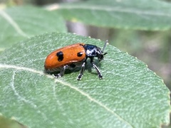 Clytra quadripunctata