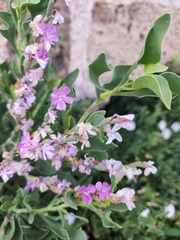 Limoniastrum monopetalum