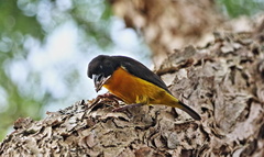 Ploceus bicolor bicolor