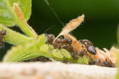 Crematogaster matsumurai