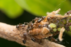 Crematogaster matsumurai