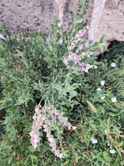 Limoniastrum monopetalum