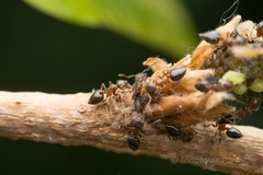 Crematogaster matsumurai