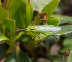 Rhogogaster punctulata