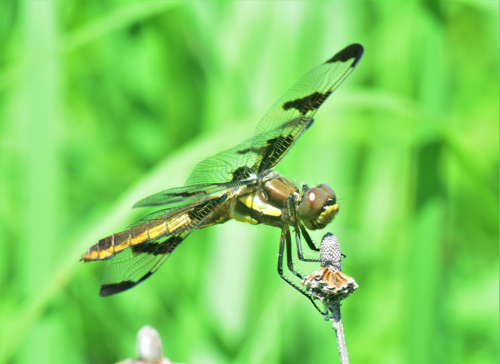 Twelve-spotted skimmer (Libellula pulchella)