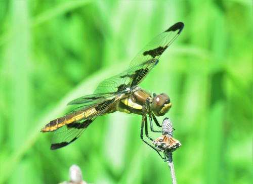 Twelve-spotted Skimmer photographed in Minnesota