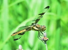 Twelve-spotted Skimmer