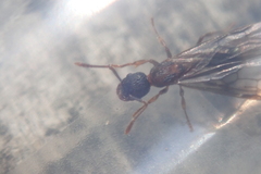 Myrmica fracticornis
