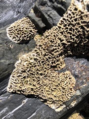 Lithophyllum byssoides
