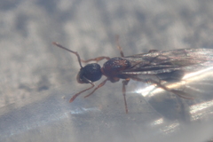 Myrmica fracticornis
