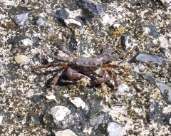 Pachygrapsus marmoratus