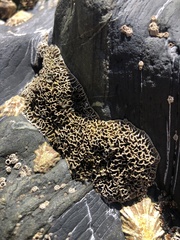 Lithophyllum byssoides