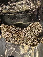 Lithophyllum byssoides