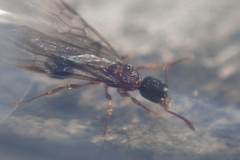 Myrmica fracticornis