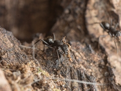 Camponotus concavus