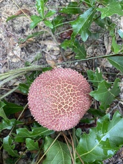 Boletellus ananas image