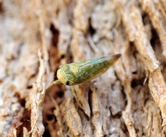Cicadellidae