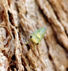 Cicadellidae