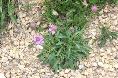 Scabiosa lucida