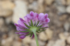 Scabiosa lucida