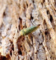 Cicadellidae