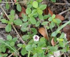 Phyla nodiflora