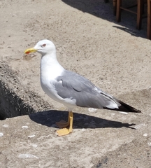Larus michahellis